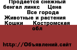 Продается снежный бенгал(линкс) › Цена ­ 25 000 - Все города Животные и растения » Кошки   . Костромская обл.